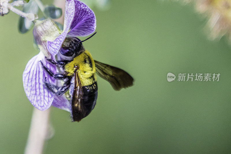 大黄蜂在毛毛虫上(Ormocarpum trichocarpum)